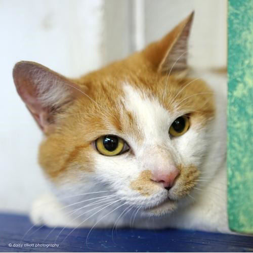 Adopt A Friend: Abacus